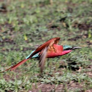 Southern Carmine Bee-Eater (Merops nubicoides)