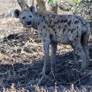 spotted hyena (Crocuta crocuta)