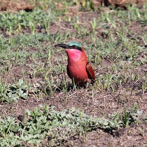 Southern Carmine Bee-Eater (Merops nubicoides)