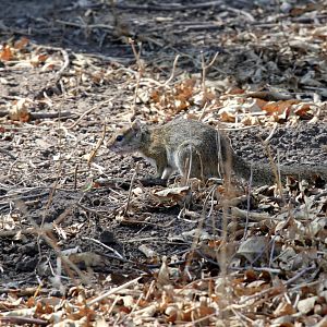 Smith's Bush Squirrel (Paraxerus cepapi)