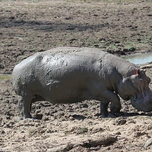 Cape hippopotamus or South African hippopotamus (Hippopotamus amphibius capensis)