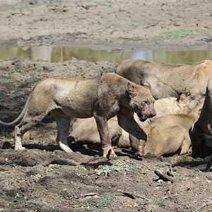 Southern Lion (Panthera leo melanochaita)