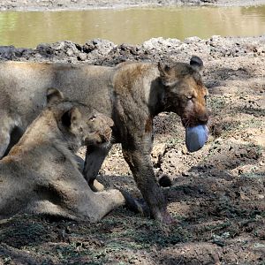 Southern Lion (Panthera leo melanochaita)