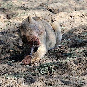 Southern Lion (Panthera leo melanochaita)