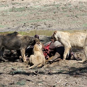 Southern Lion (Panthera leo melanochaita)
