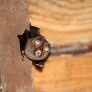 Sundevall's Roundleaf Bat (Hipposideros caffer)
