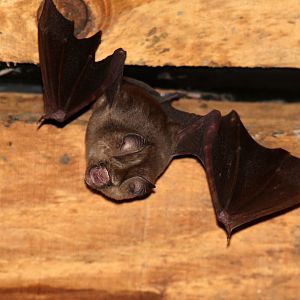 Sundevall's Roundleaf Bat (Hipposideros caffer)
