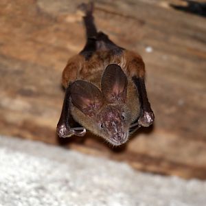large-eared slit-faced bat (Nycteris macrotis)