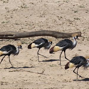 Grey Crowned Crane (Balearica regulorum)