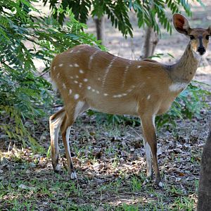 Chobe bushbuck (Tragelaphus sylvaticus ornatus)