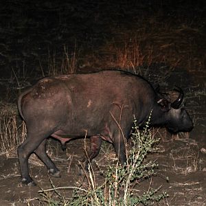 Cape Buffalo (Syncerus caffer caffer)