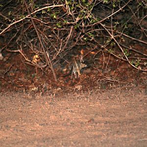 four-toed elephant shrew (Petrodromus tetradactylus)
