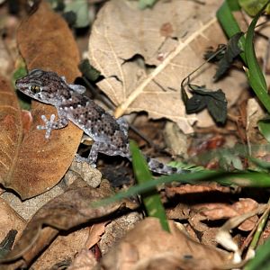 Gecko Species ID?