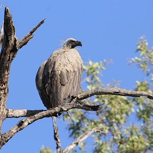 White-backed Vulture (Gyps africanus)