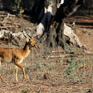 Senga Puku (Kobus vardonii senganus)