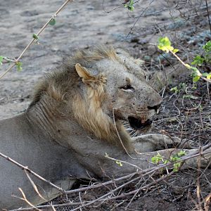 Southern Lion (Panthera leo melanochaita)
