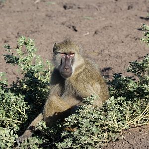 Kinda baboon (Papio kindae)