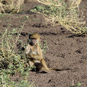 Kinda baboon (Papio kindae)