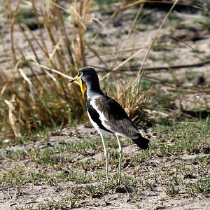 White-headed Lapwing (Vanellus albiceps)