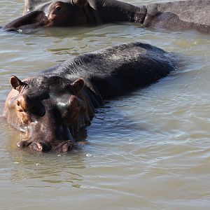 Cape hippopotamus or South African hippopotamus (Hippopotamus amphibius capensis)