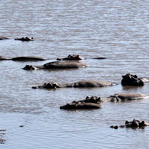 Cape hippopotamus or South African hippopotamus (Hippopotamus amphibius capensis)