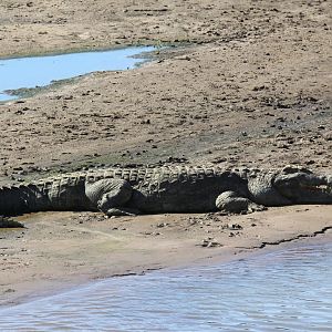 Nile crocodile (Crocodylus niloticus)