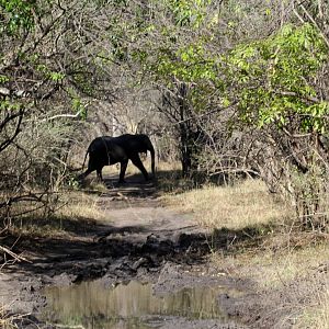 African bush elephant (Loxodonta africana) crossing