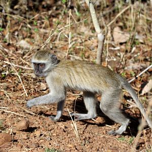 malbrouck (Chlorocebus cynosuros)