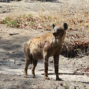 spotted hyena (Crocuta crocuta)