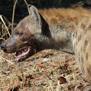 spotted hyena (Crocuta crocuta)