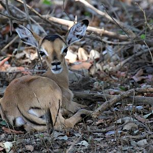 Common Impala (Aepyceros melampus melampus) newborn