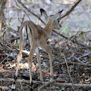 Common Impala (Aepyceros melampus melampus) newborn