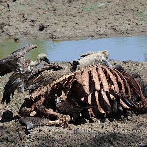 white-backed vultures (Gyps africanus)