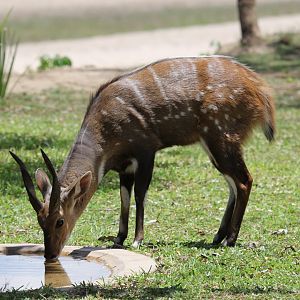 Chobe bushbuck (Tragelaphus sylvaticus ornatus)