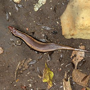 African Striped Skink (Trachylepis striata)