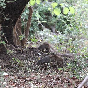 Banded Mongoose (Mungos mungo)