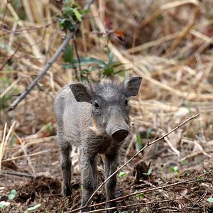 Central African warthog (Phacochoerus africanus massaicus)
