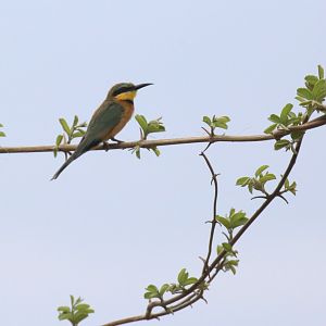 Little Bee-Eater (Merops pusillus)