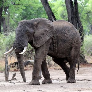 African bush elephant (Loxodonta africana)