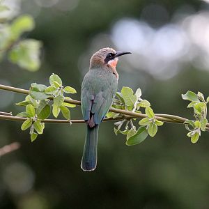 White-fronted Bee-Eater (Merops bullockoides)
