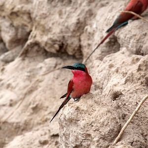 Southern Carmine Bee-Eater (Merops nubicoides)