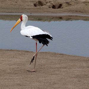 Yellow-billed Stork (Mycteria ibis)