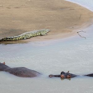 Hippos and Nile Crocodile