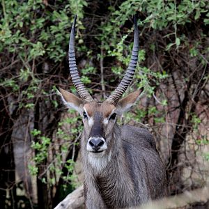 Ellipsin Waterbuck (Kobus ellipsiprymnus ellipsiprymnus)