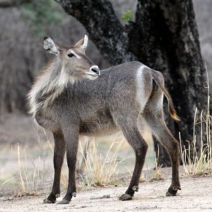 Ellipsin Waterbuck (Kobus ellipsiprymnus ellipsiprymnus)