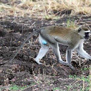 Malbrouck (Chlorocebus cynosuros)