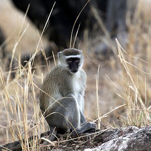 Malbrouck (Chlorocebus cynosuros)