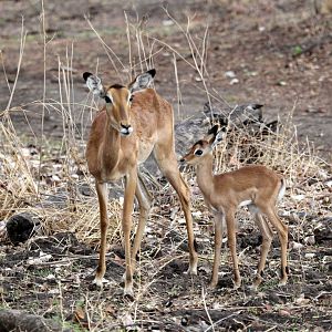 Common impala (Aepyceros melampus melampus)