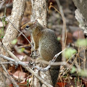 Smith's Bush Squirrel