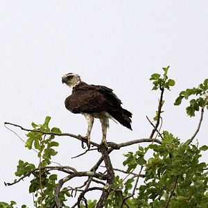 martial eagle (Polemaetus bellicosus)
